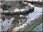 Canard.JPG